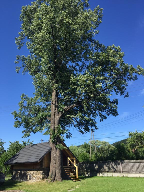 Gniazdko Pod Lipa